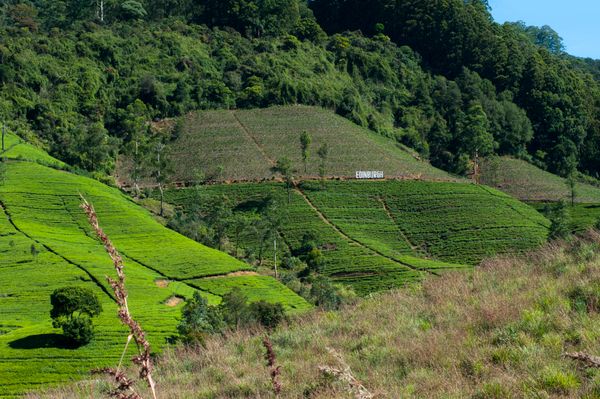 Scenic Sri Lanka With Nuwara Eliya - Activity & Sightseeing