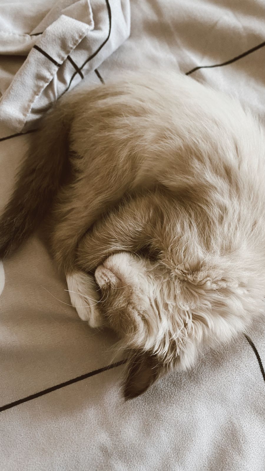 Fluffy calm cat sleeping peacefully indoors