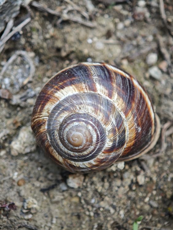 Ground Shell Close-up of Garden Snail Shell on Earthy Ground · Free Stock Photo