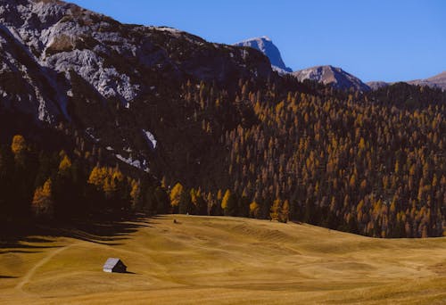 Foto d'estoc gratuïta de a l'aire lliure, alba, arbres