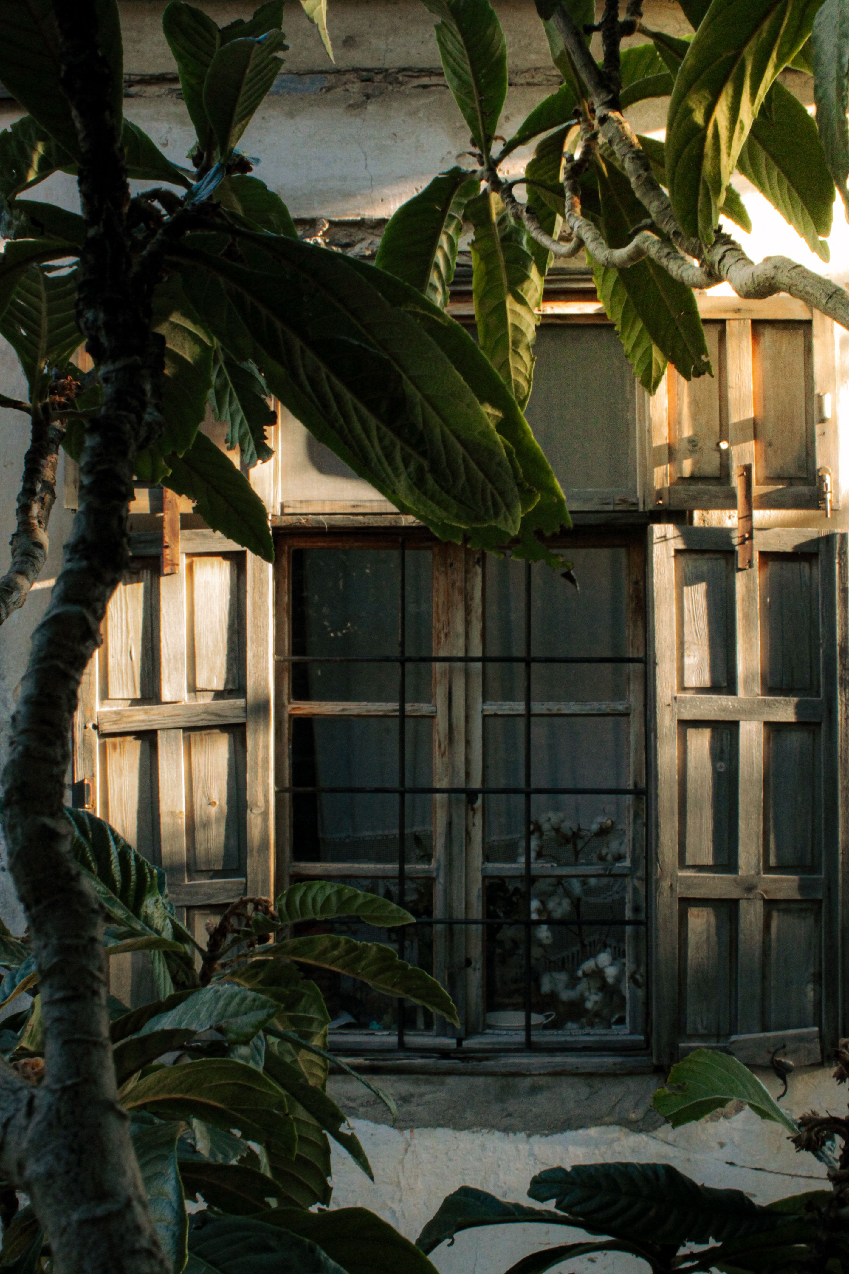 Old Wooden Window Framed by Lush Green Foliage · Free Stock Photo