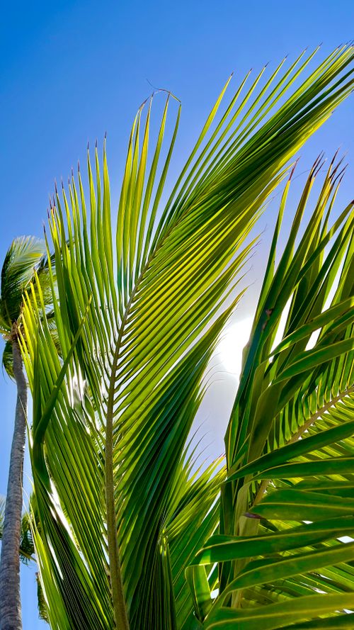 Free Close-up of tropical palm leaves with clear blue sky, capturing a bright summer day. Stock Photo