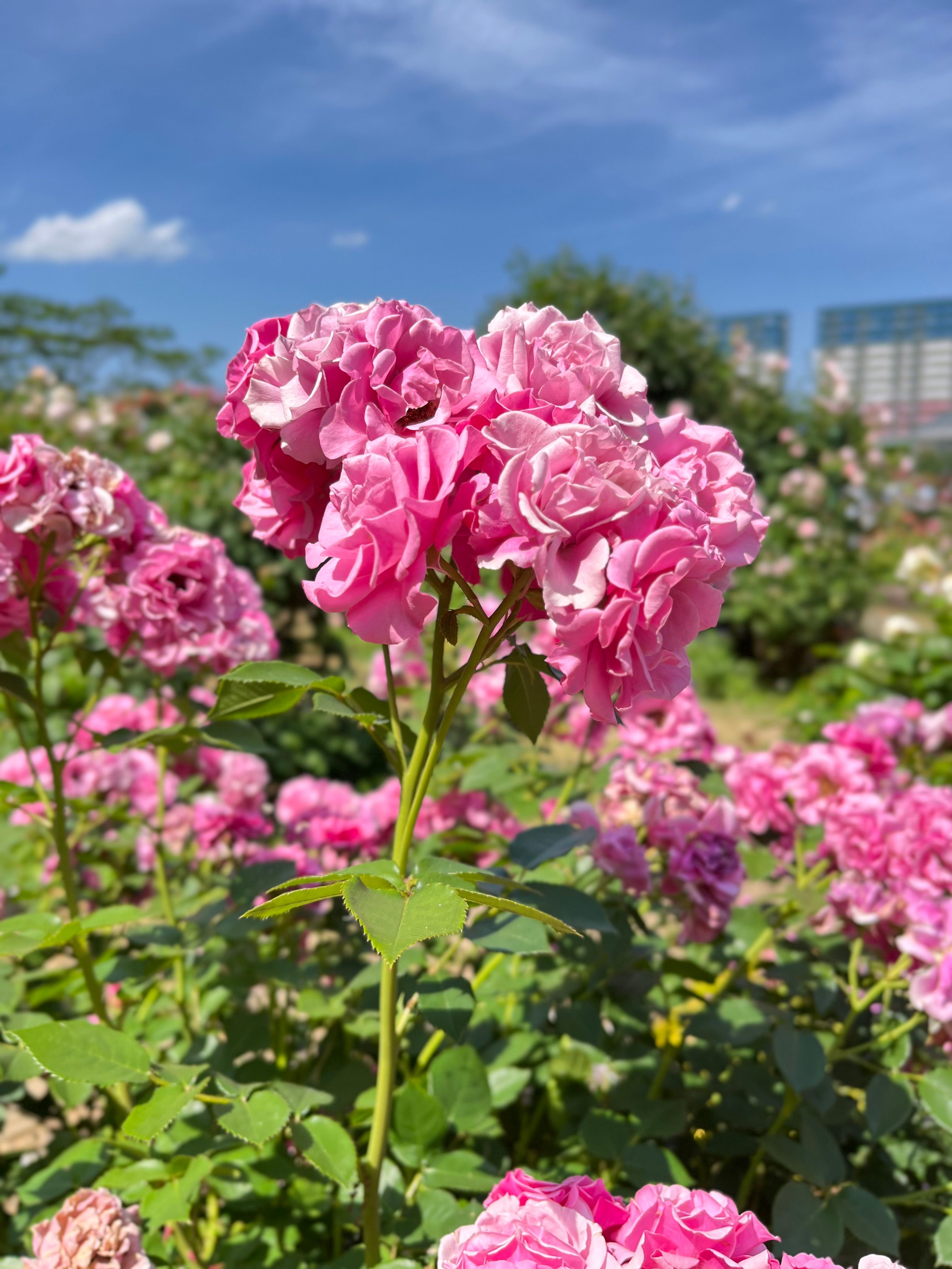 Vibrant Pink Roses Blooming in Sunlit Garden · Free Stock Photo