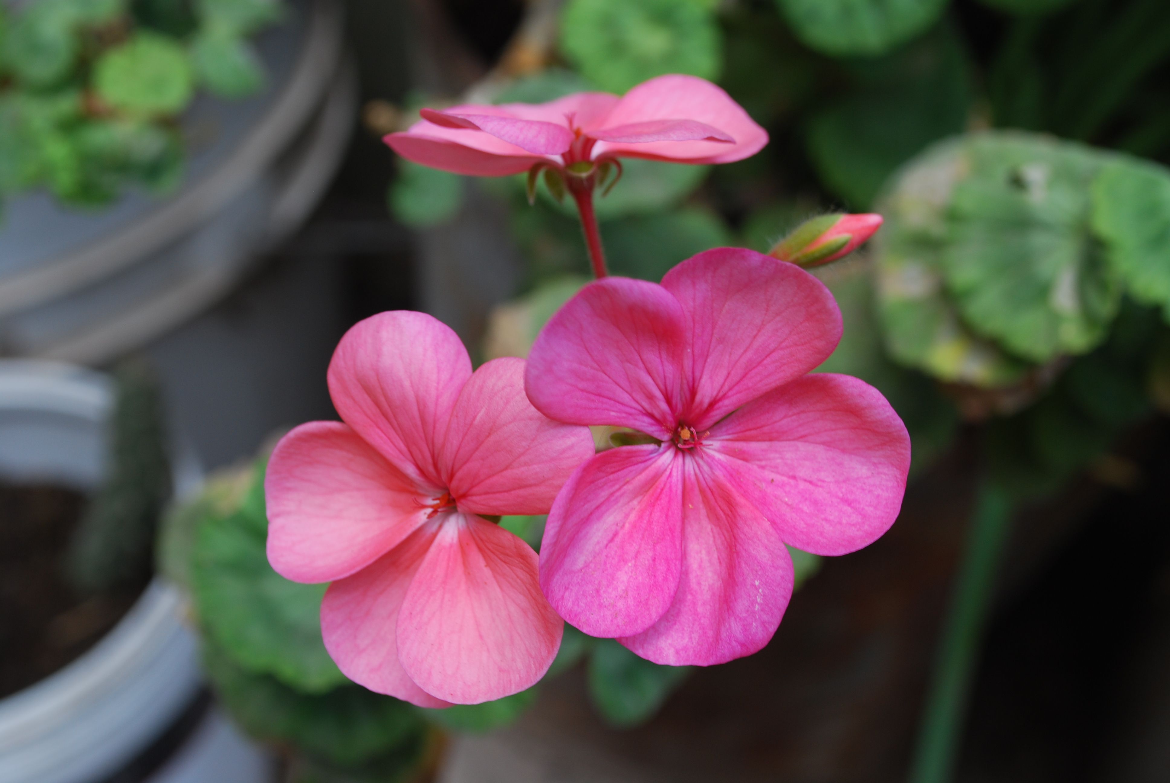 Beautiful close-up of pink geranium (Pelargonium) flowers in a garden setting.