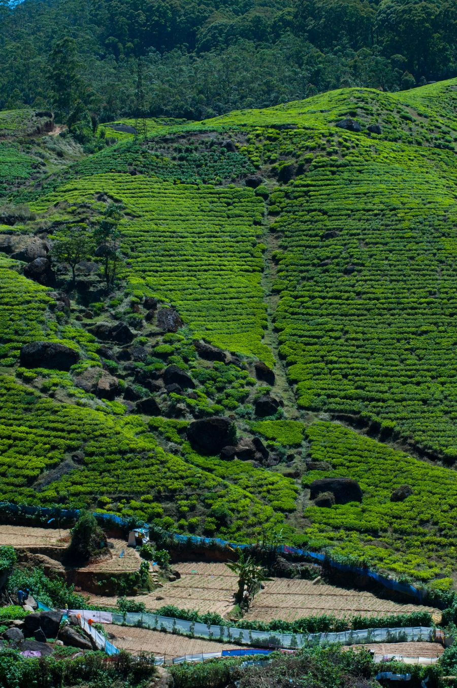 Tea plantations in the Sri Lankan hill country
