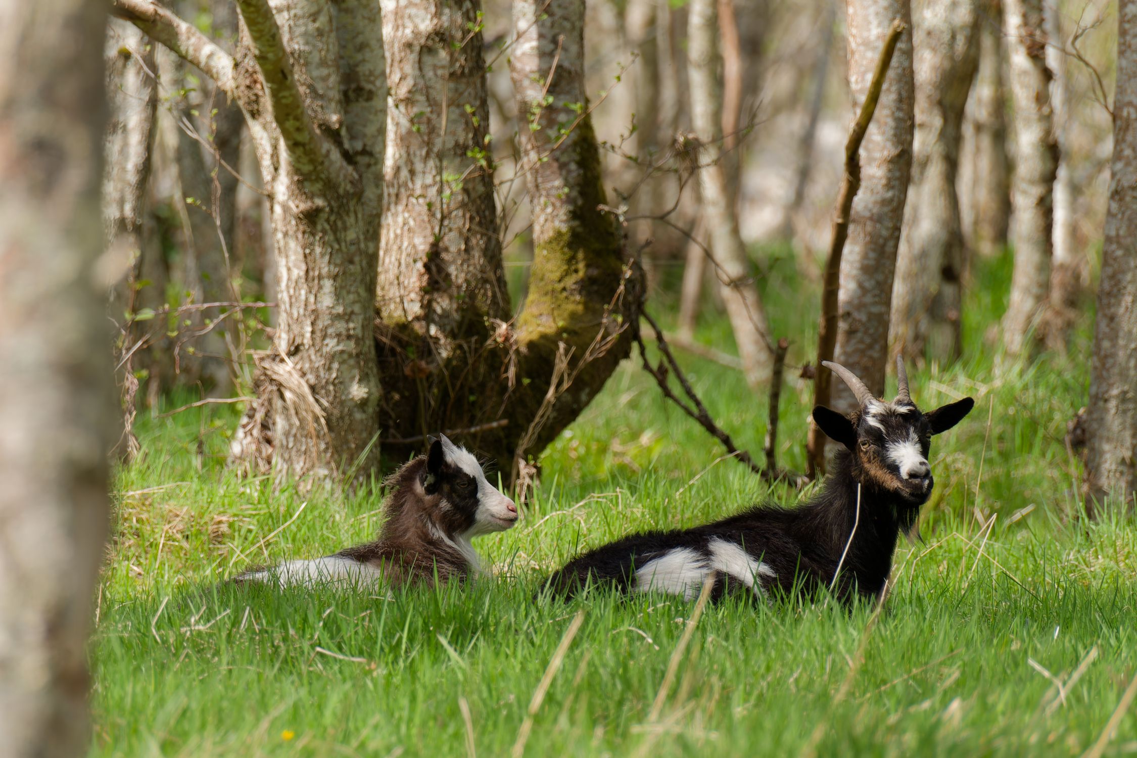 Goat In Forest Resting Goats in Sunlit Forest Setting · Free Stock Photo