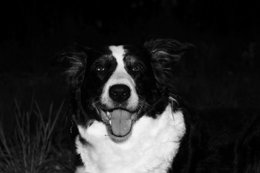 dog photo