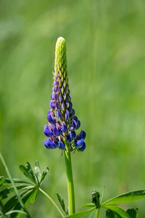 Free Close-up of a vibrant purple lupine flower blooming in the spring outdoors. Stock Photo