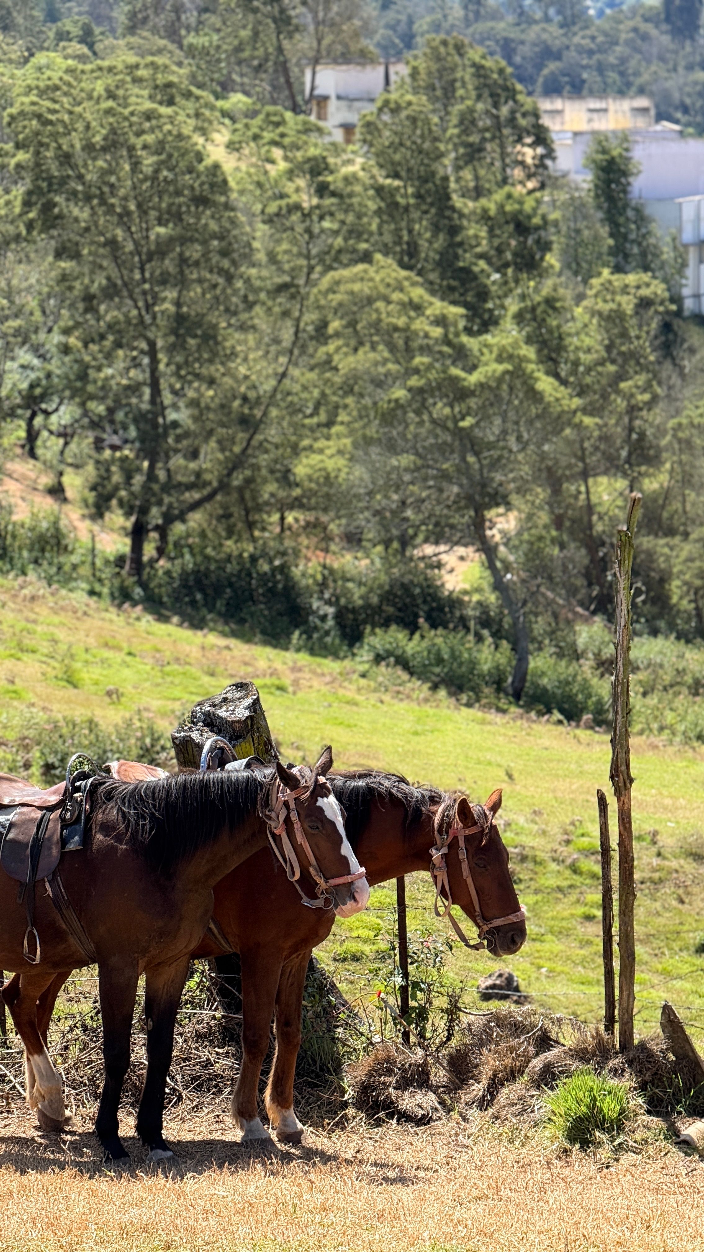 ¿Qué rutas de cabalgata natural se ofrecen en las tierras altas de El Salvador?