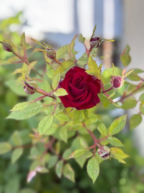 Free A close-up of a single red rose surrounded by green leaves. Perfect for nature lovers. Stock Photo
