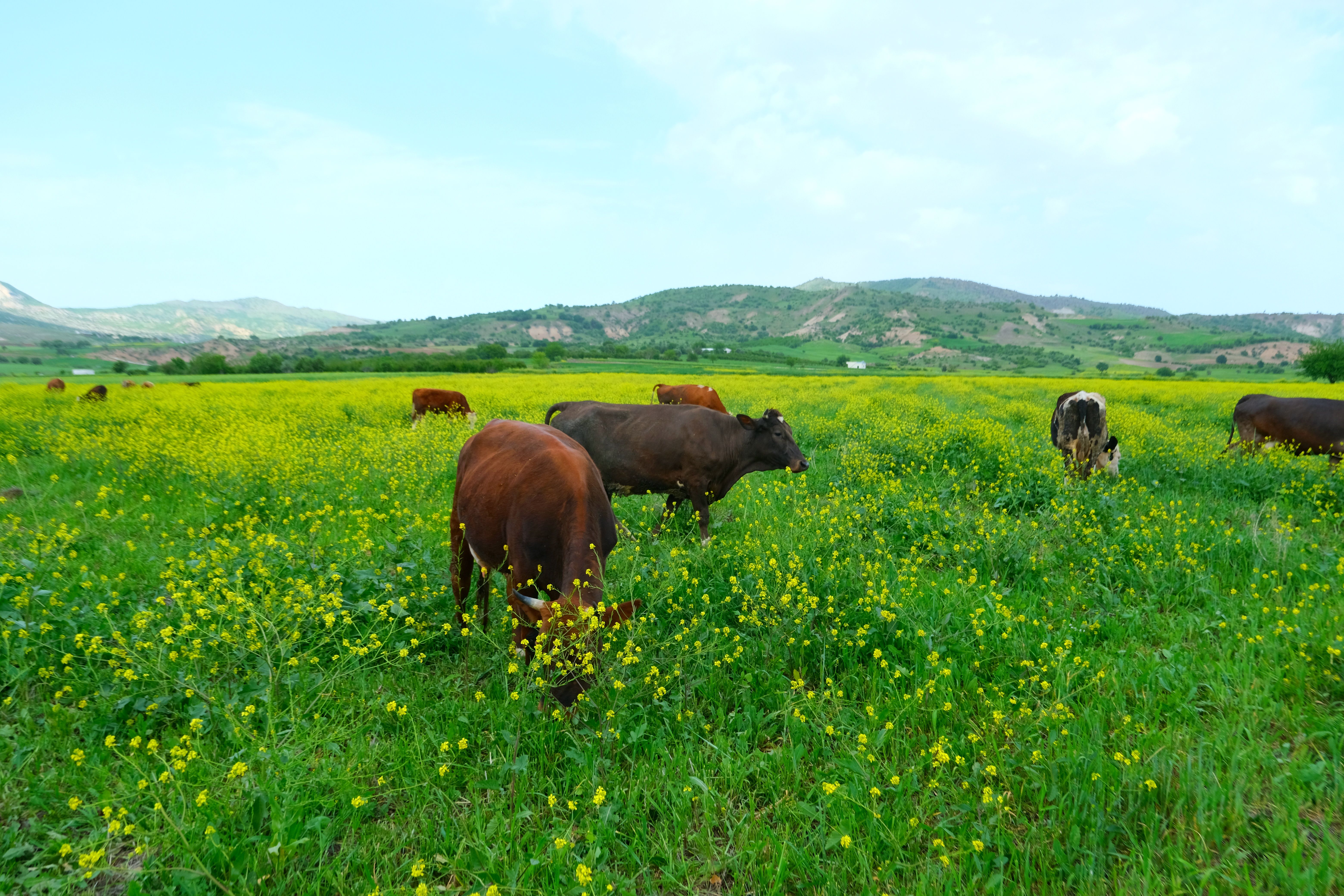 Cows Grazing in Lush Green Pasture During Spring · Free Stock Photo