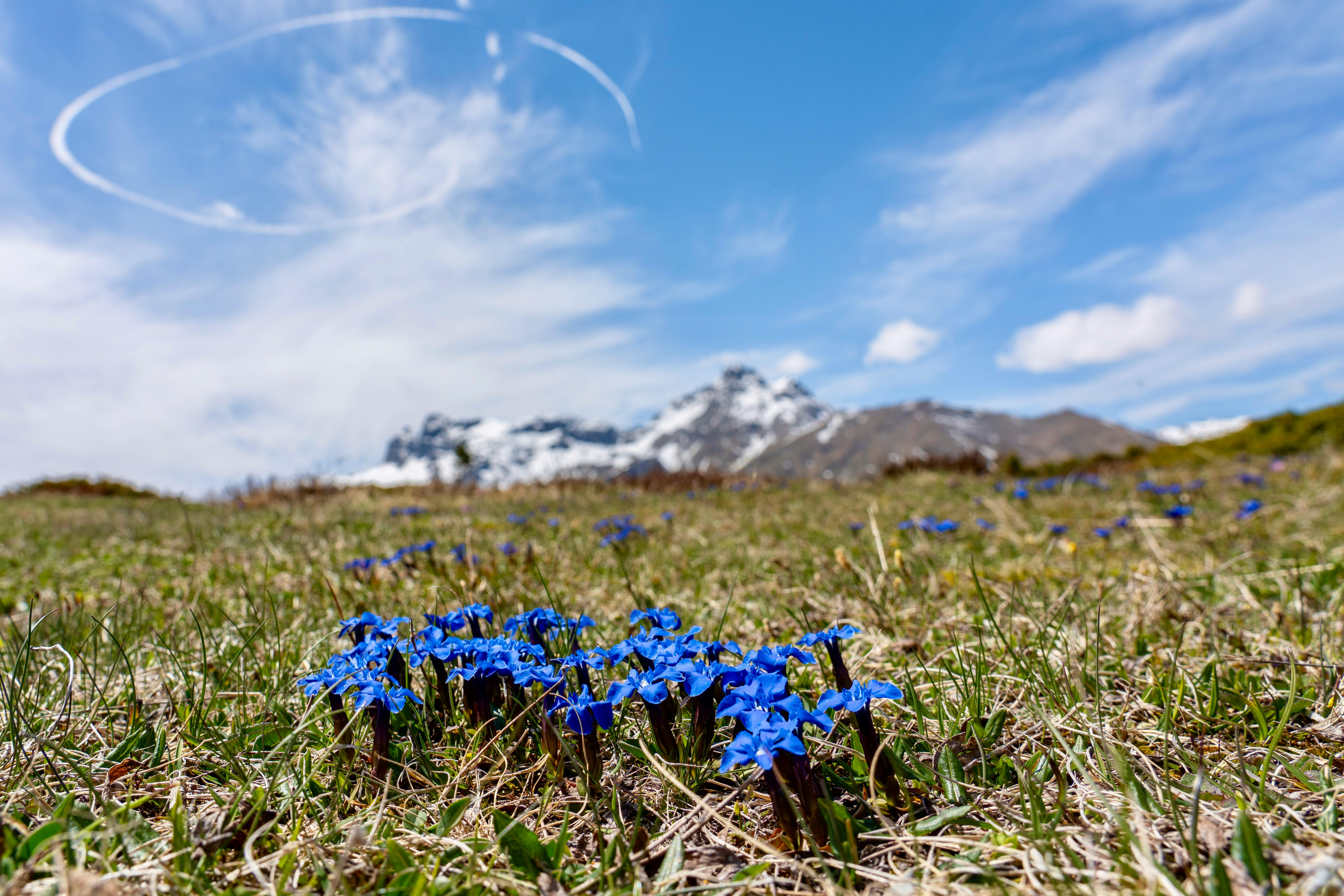 Gentian Moor — Connemara Blanket Bog