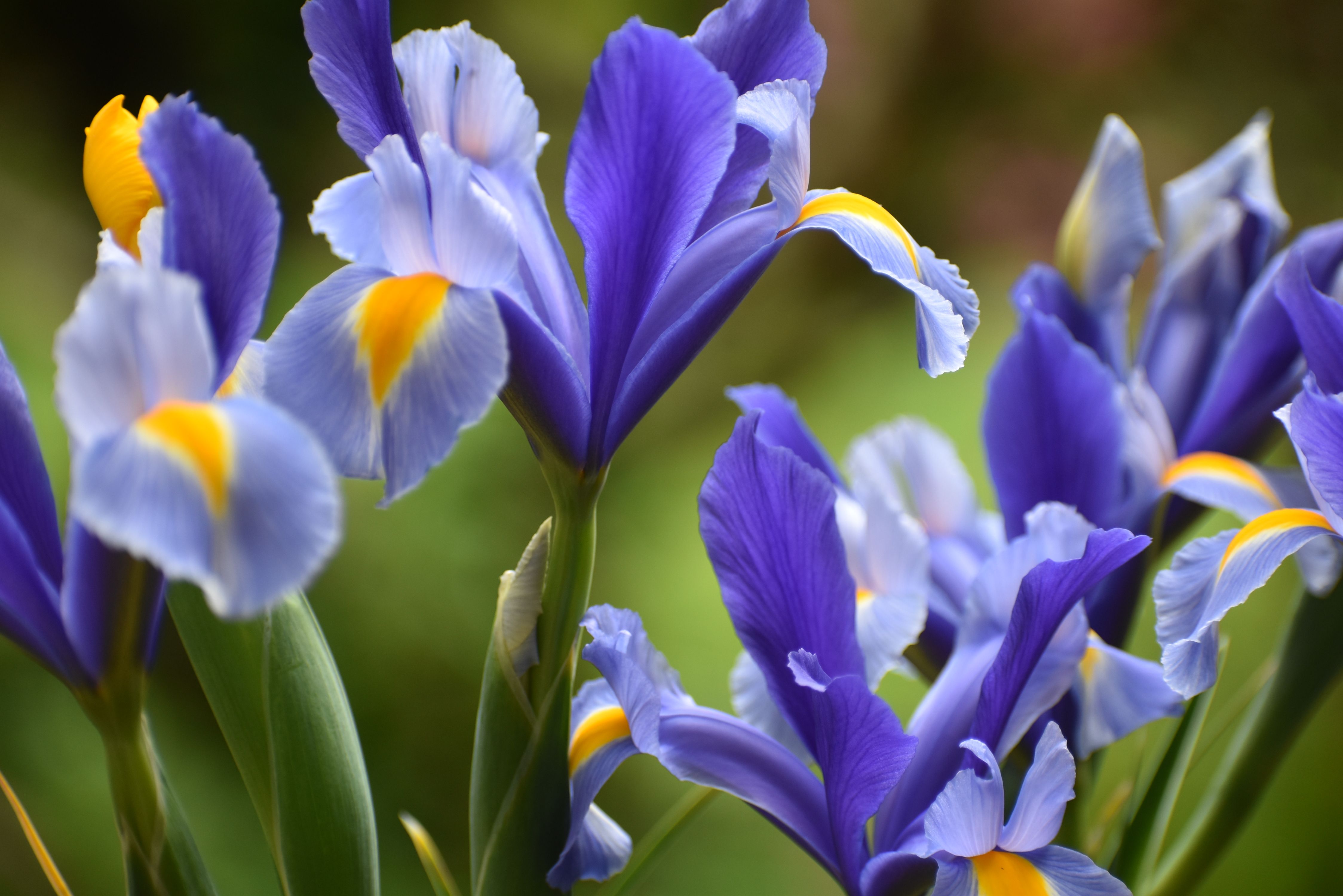 Fleurs Bleues : Top 20 Variétés Jardin 2026
