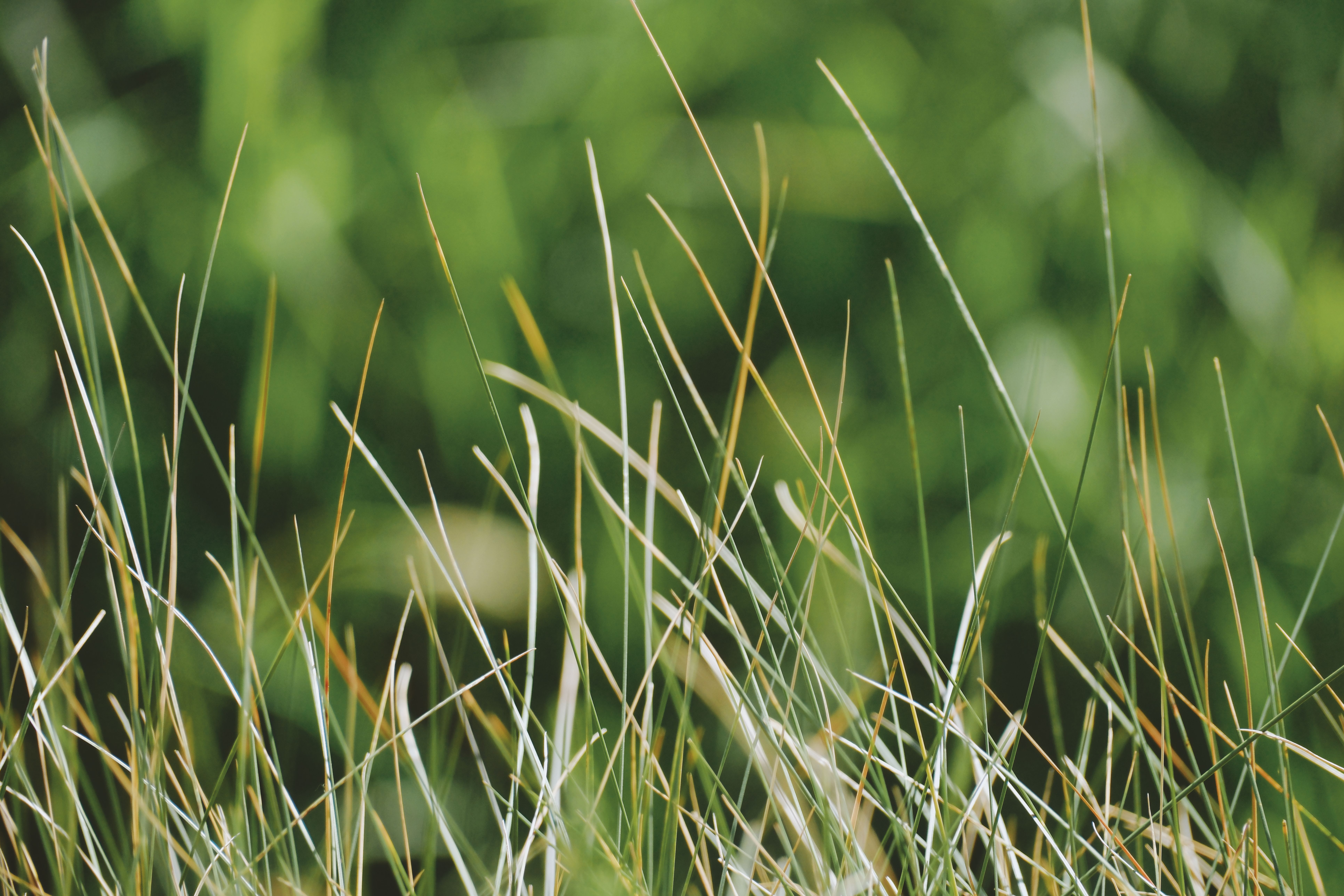 Close-Up of Fresh Green Grass in Spring · Free Stock Photo