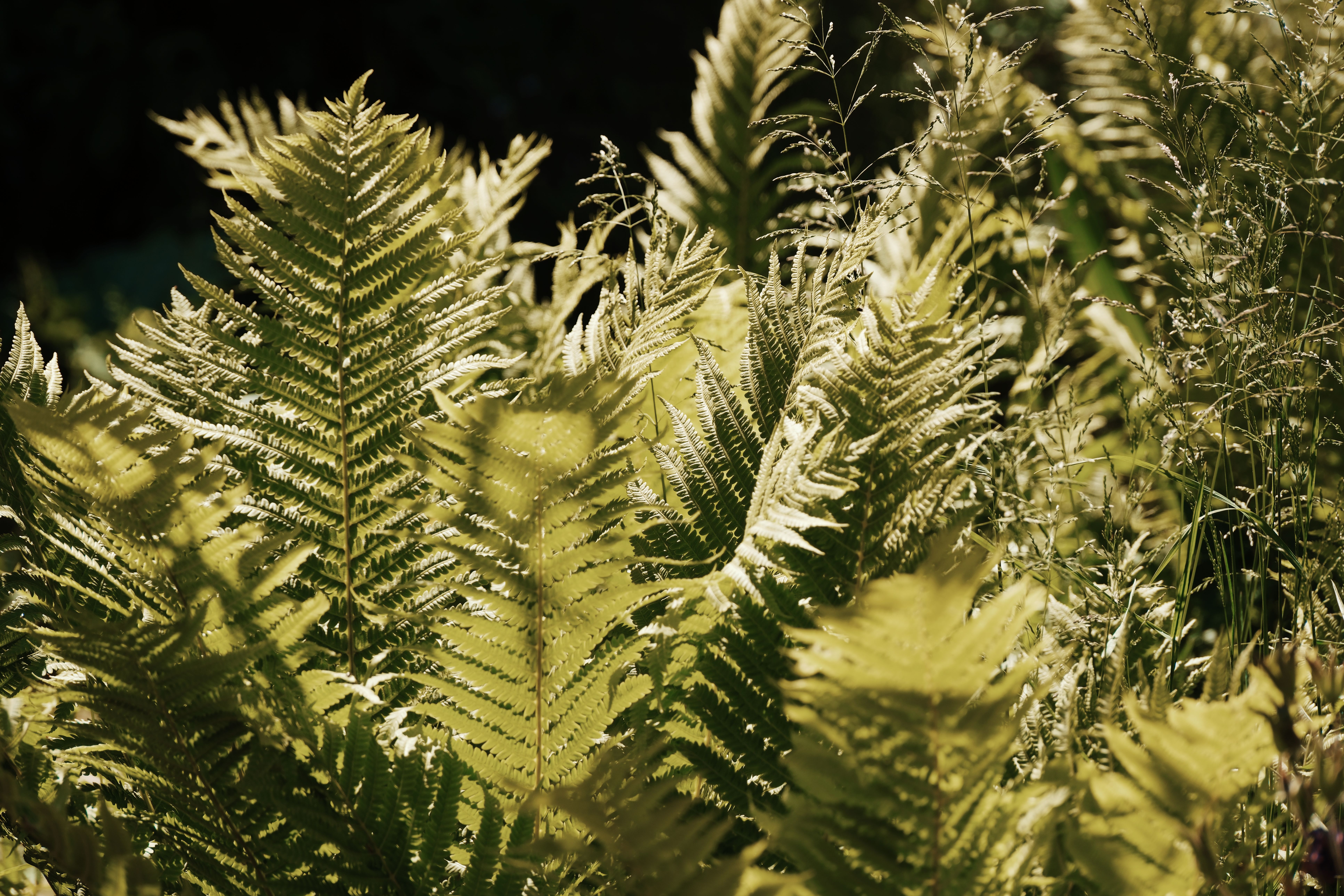 A vibrant display of sunlit ferns create a lush summer garden scene, emphasizing natural beauty.