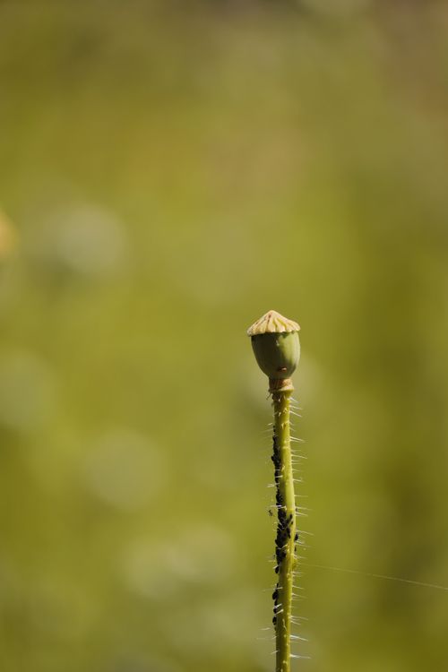 Free Close-up photo of a green flower bud against a blurred background, perfect for nature themes. Stock Photo