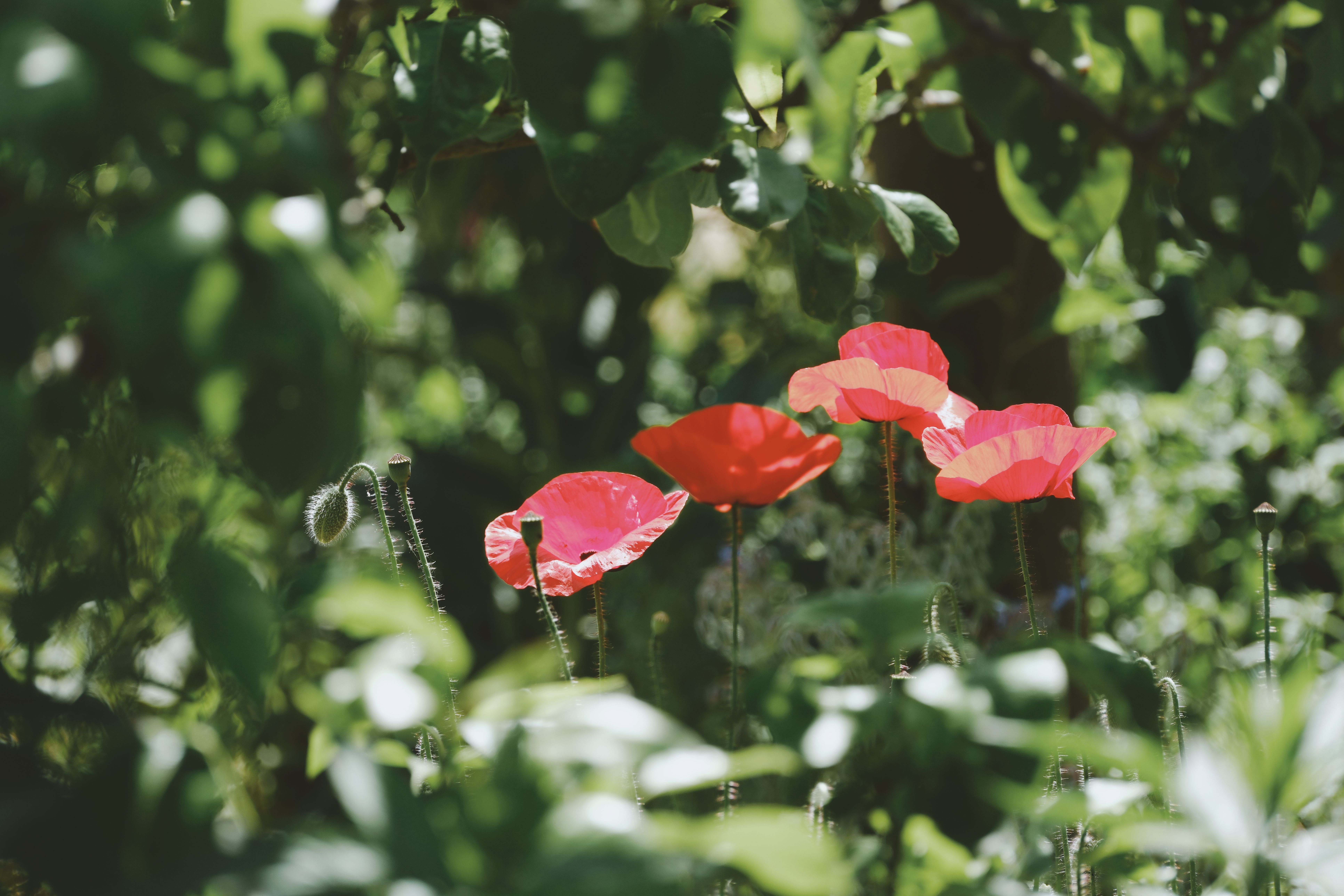 Comment Choisir les Plantes Idéales pour Votre Jardin