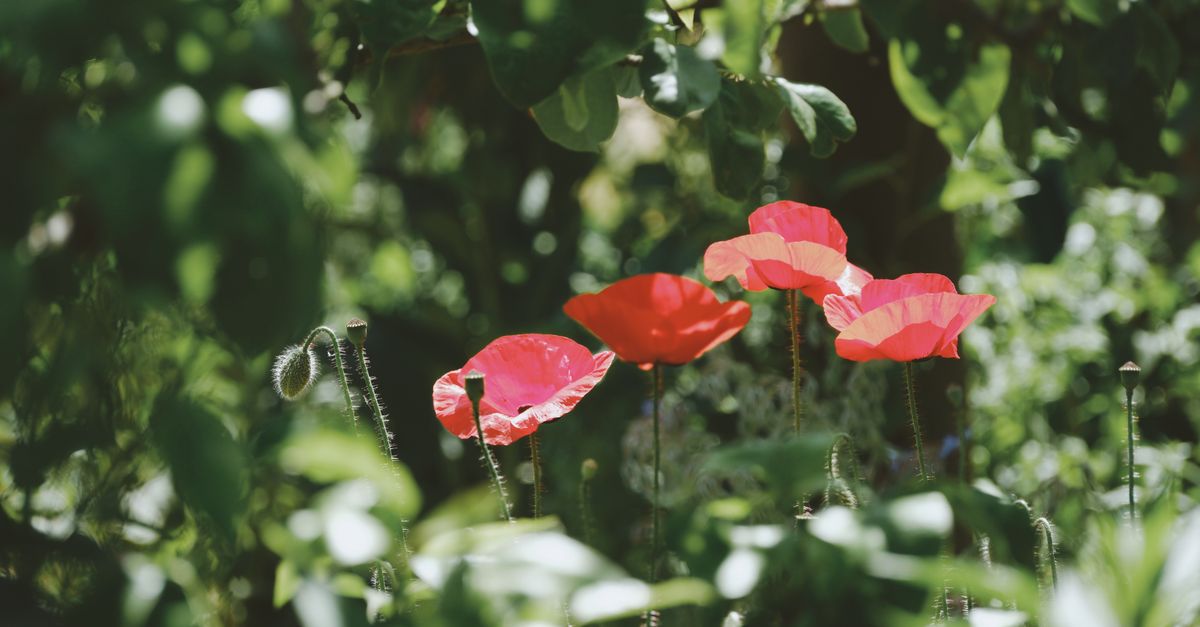 Comment Choisir les Plantes Idéales pour Votre Jardin