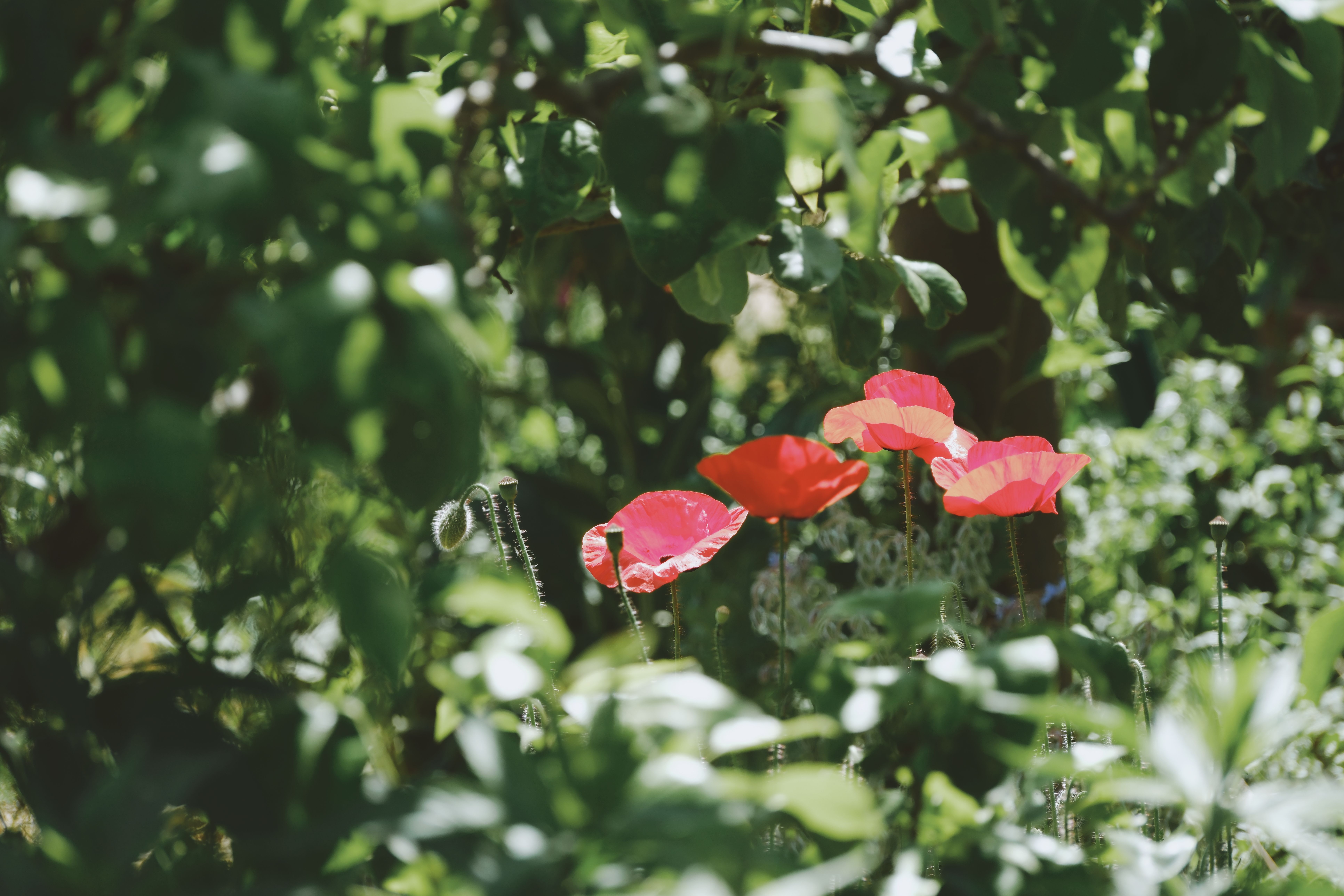 Jardinage pour les nuls : Guide complet pour débuter avec succès