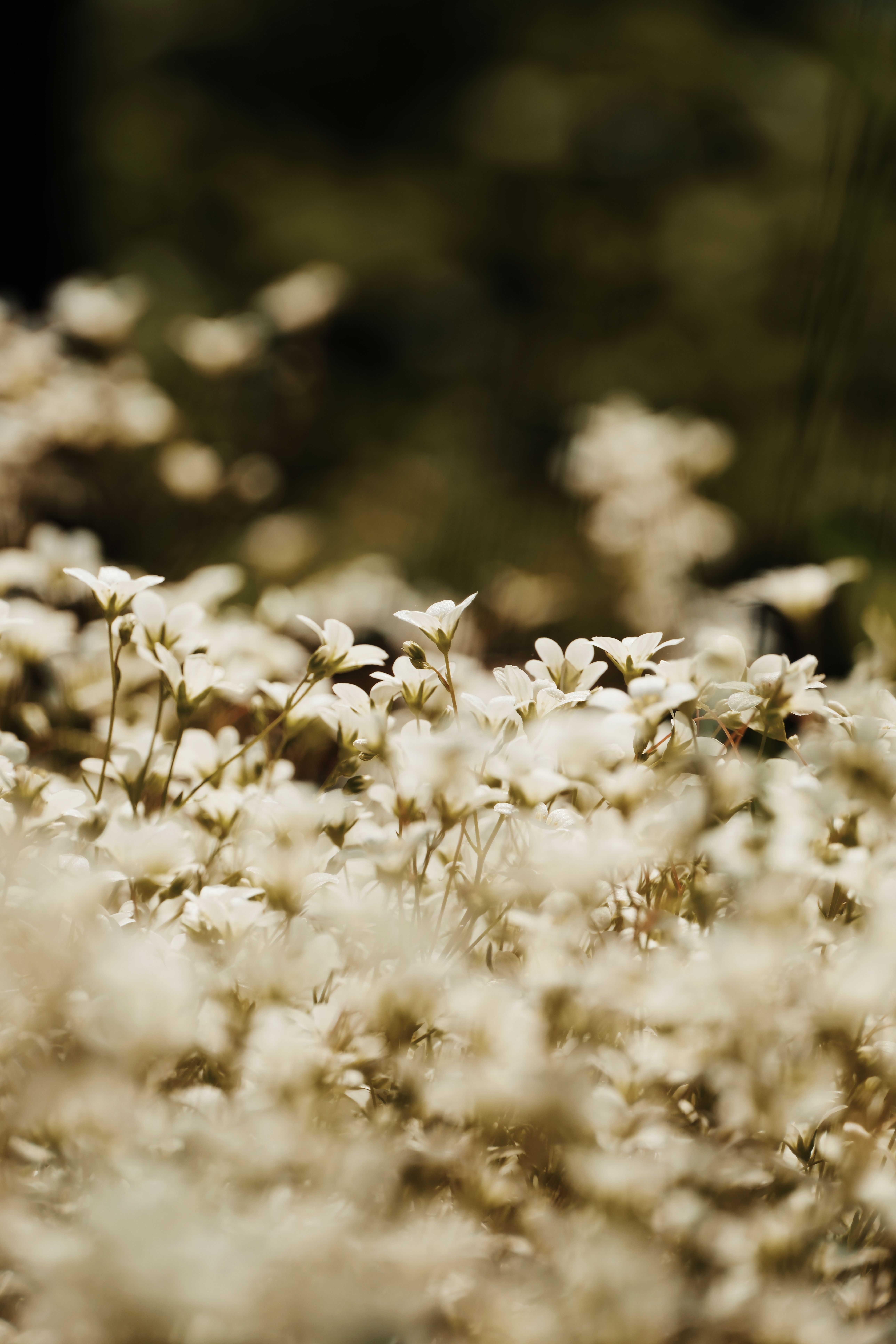 Close-Up of Spring Wildflowers in Bloom · Free Stock Photo