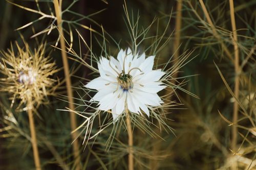 Free A detailed close-up of a Nigella flower showcasing intricate petals and fine texture. Stock Photo