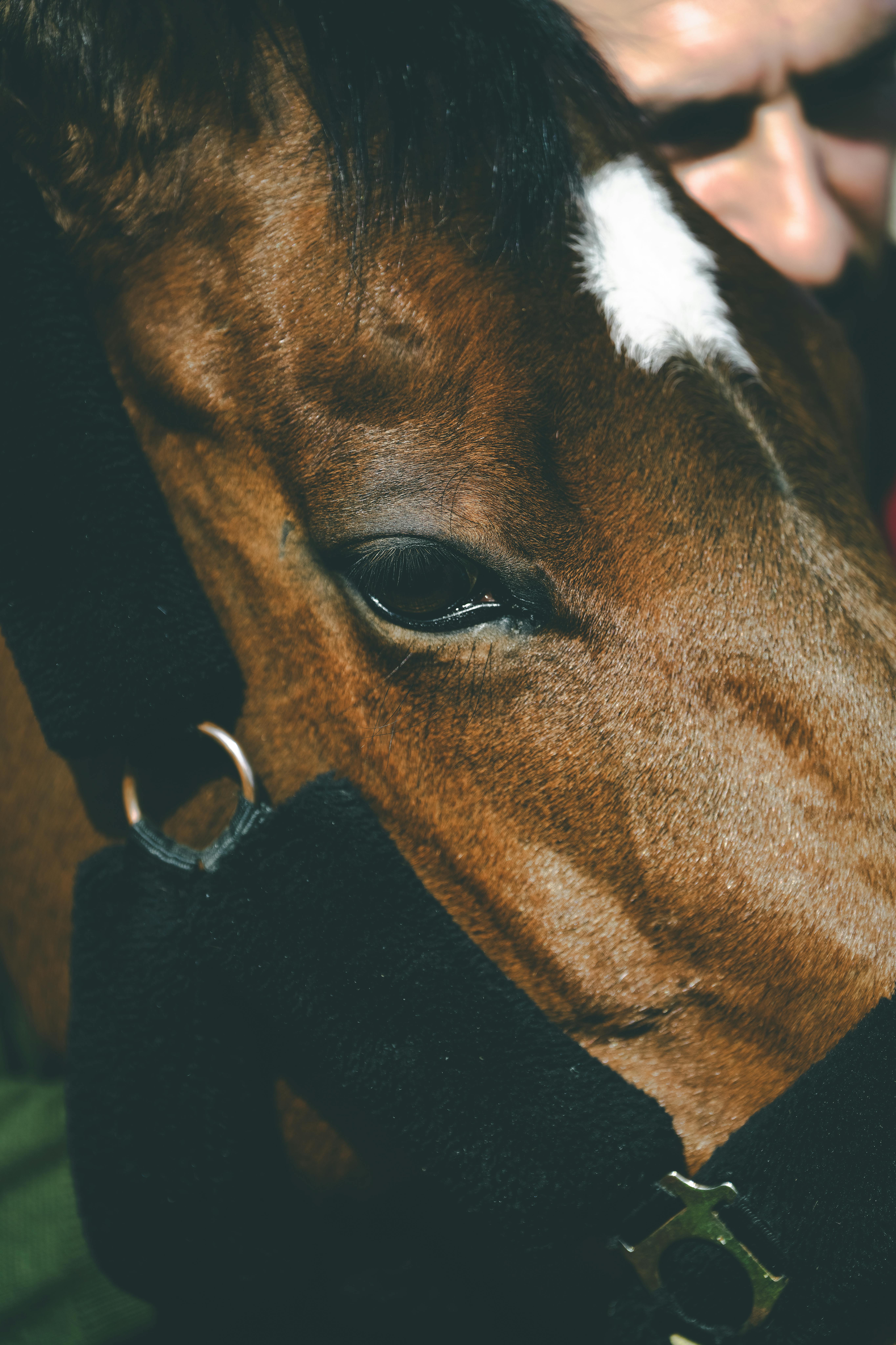 Intimate close-up of a brown horse's face with gentle lighting and focus on detail.