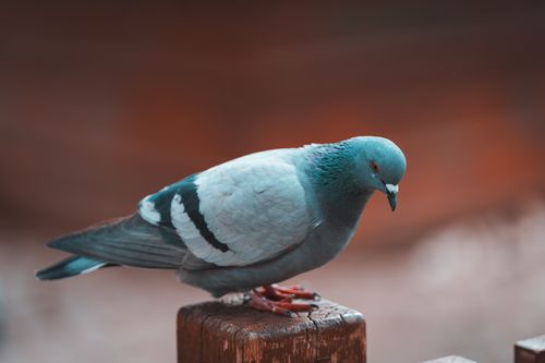 Free Detailed shot of a pigeon resting on a post, against a blurred natural background. Ideal for nature and wildlife themes. Stock Photo