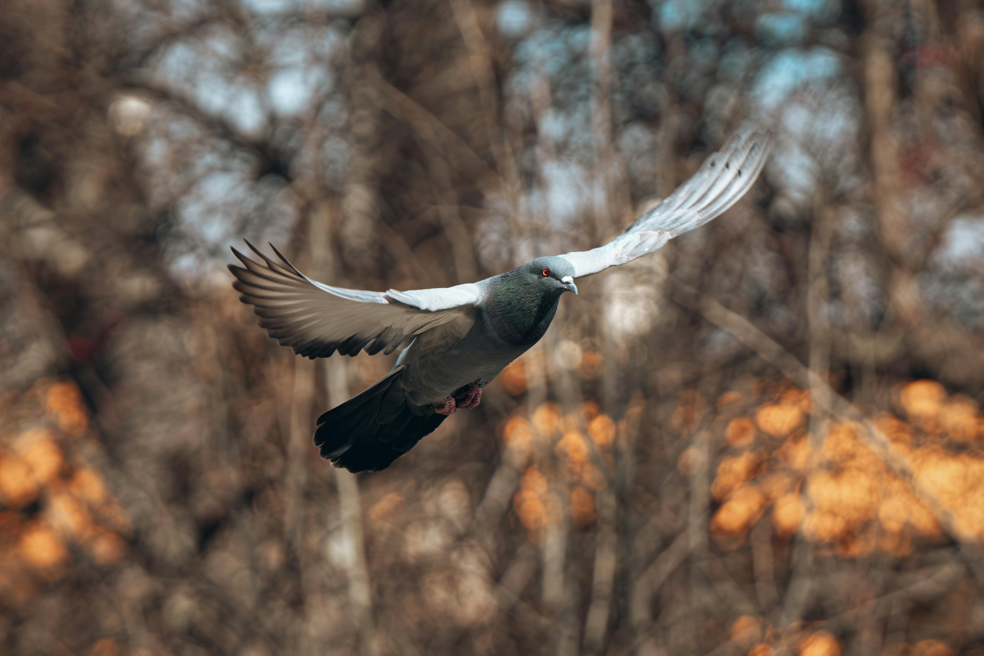 Close-up of a Dove in Flight · Free Stock Photo