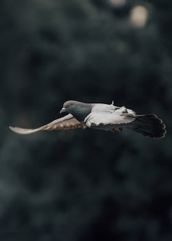 A detailed photo of a pigeon in flight with soft-focus background, highlighting its elegant form.