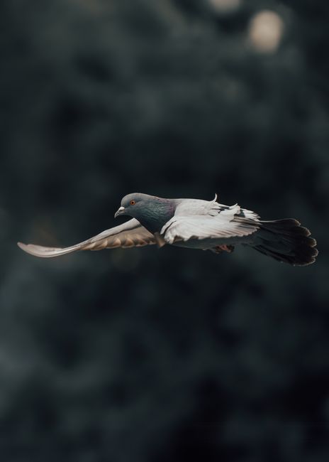 A detailed photo of a pigeon in flight with soft-focus background, highlighting its elegant form.