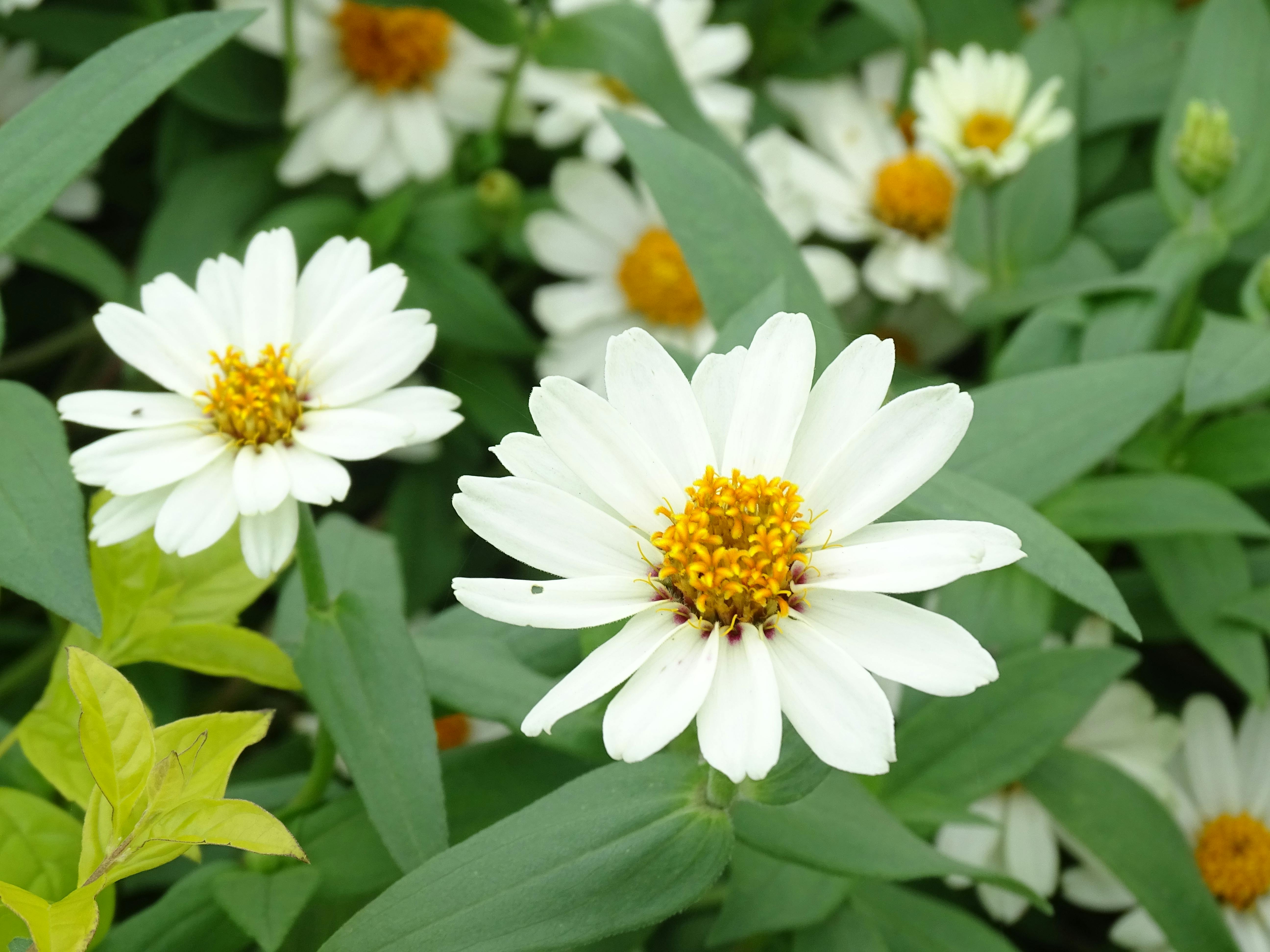 [ColoSach]-vibrant-white-zinnia-flowers-with-yellow-centers-surrounded-by-lush-green-leaves.
