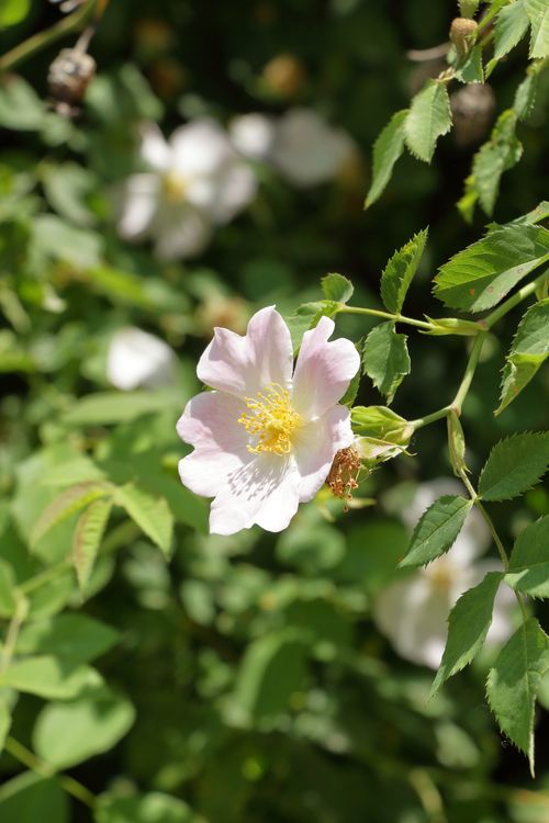 Free Close-up of a blooming pink wild rose surrounded by lush green leaves in sunlight. Stock Photo