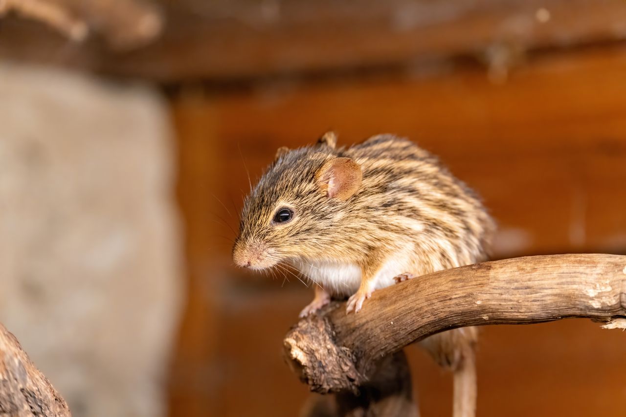 Rat Proofing Your Lubbock Home: Step-by-Step Guide for Long-Term Prevention โ Lubbock, TX