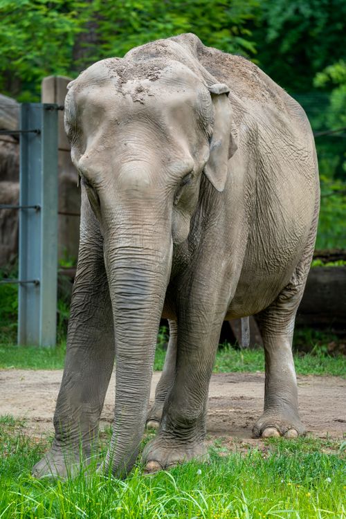 Free Asian elephant standing in a zoo enclosure, showcasing its majestic presence. Stock Photo