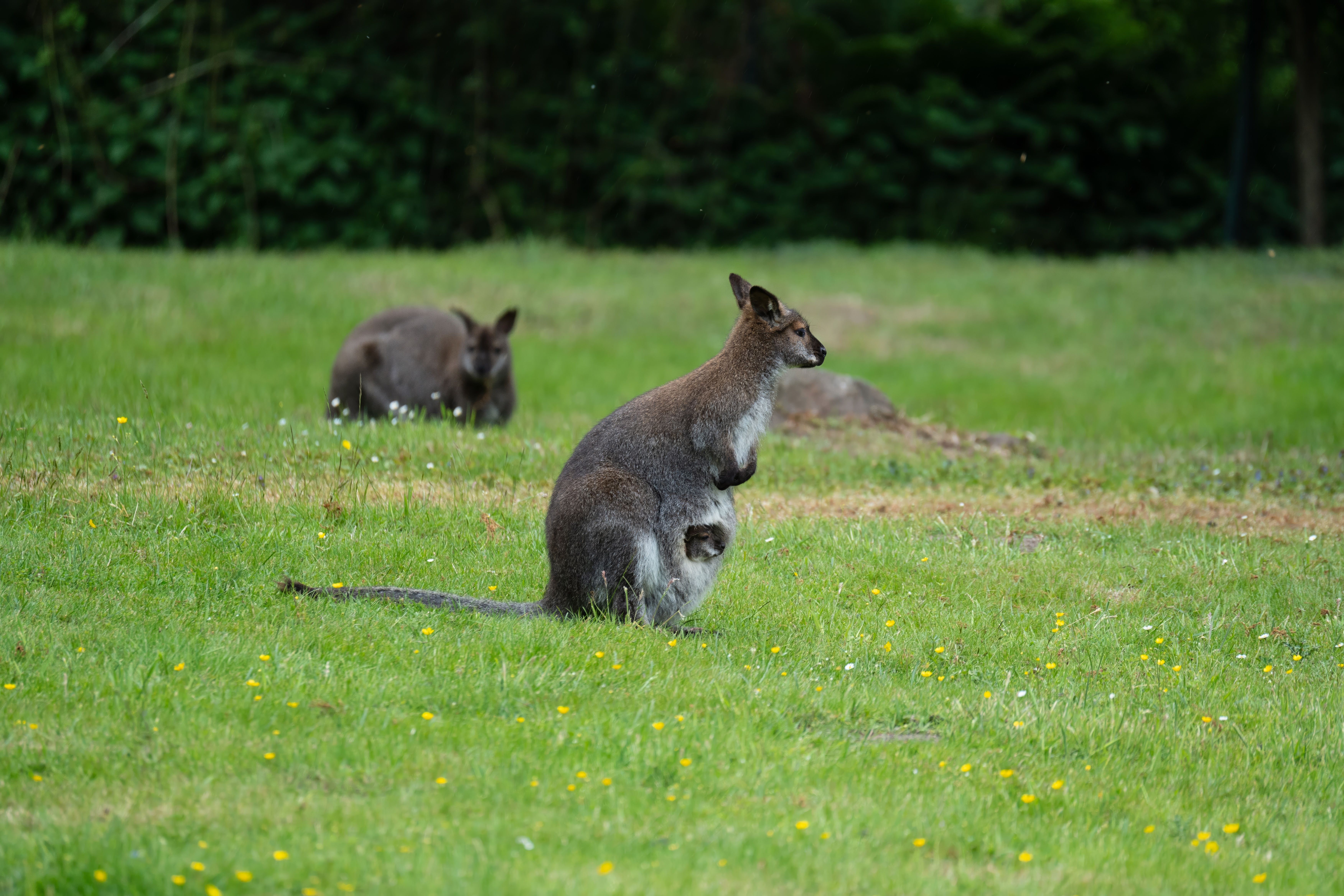 wallaroos