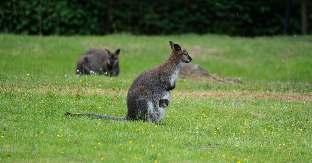 wallaroos
