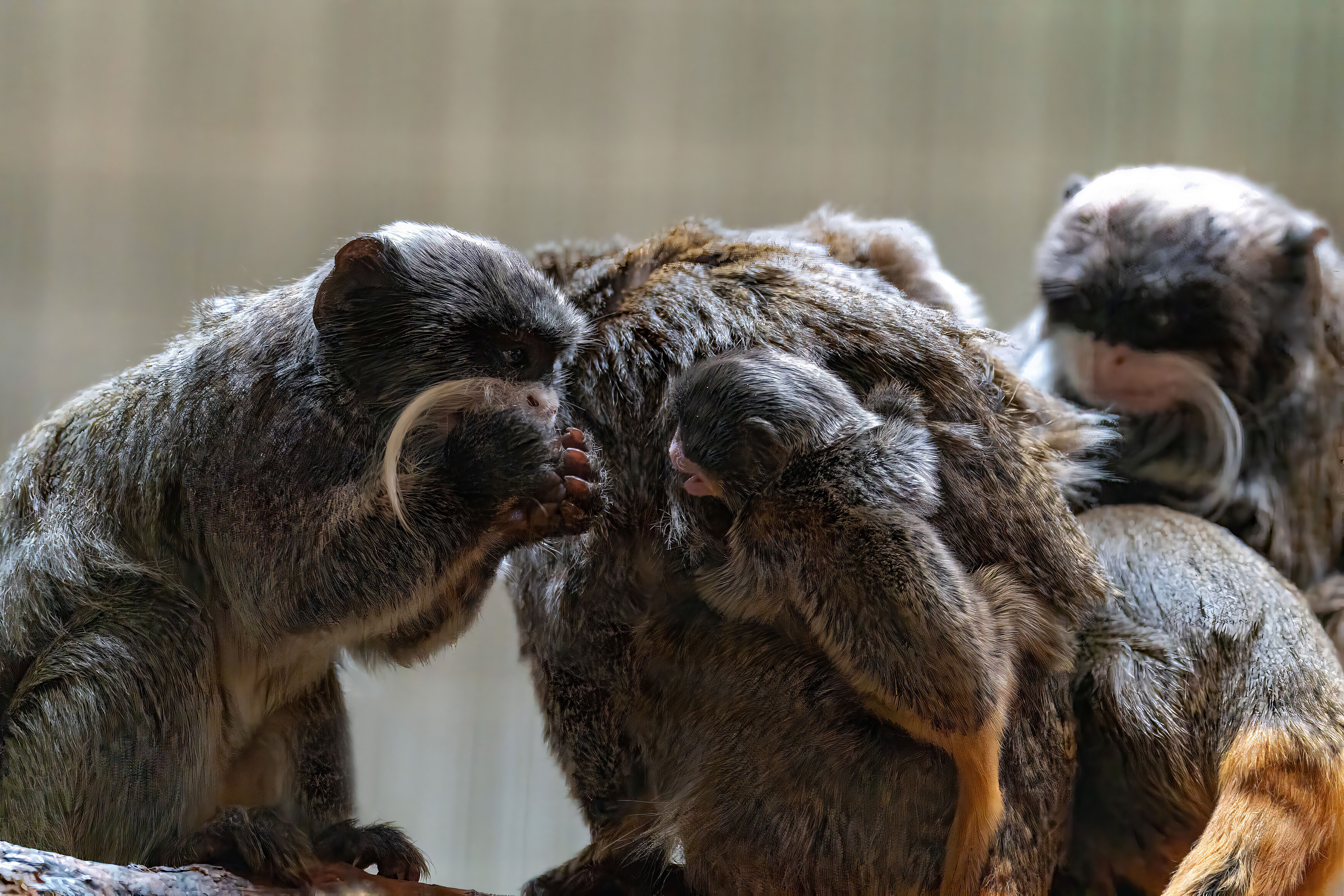 Meet the tamarins