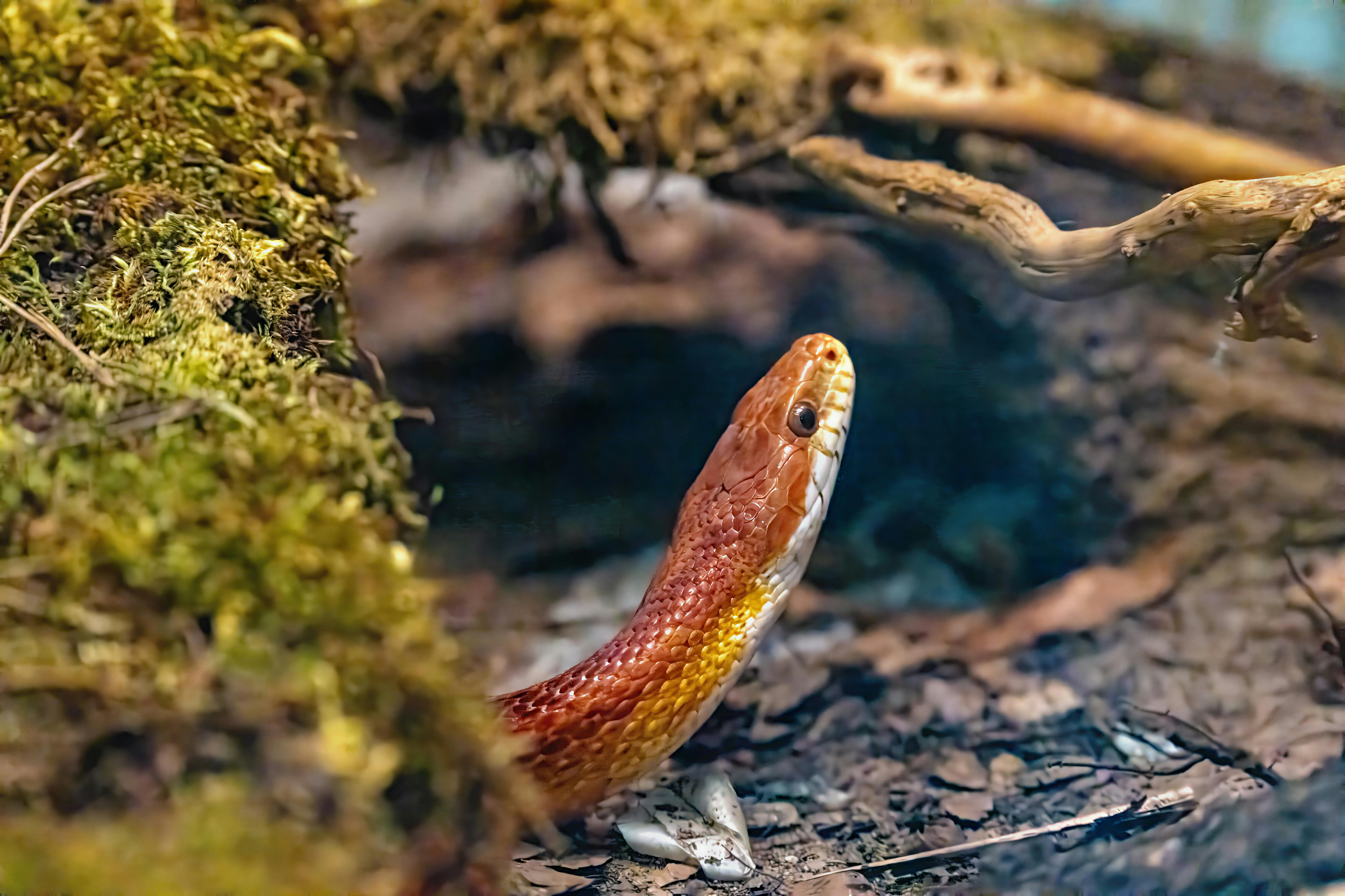 Vibrant corn snake exploring a terrarium environment, showcasing natural habitat behavior.