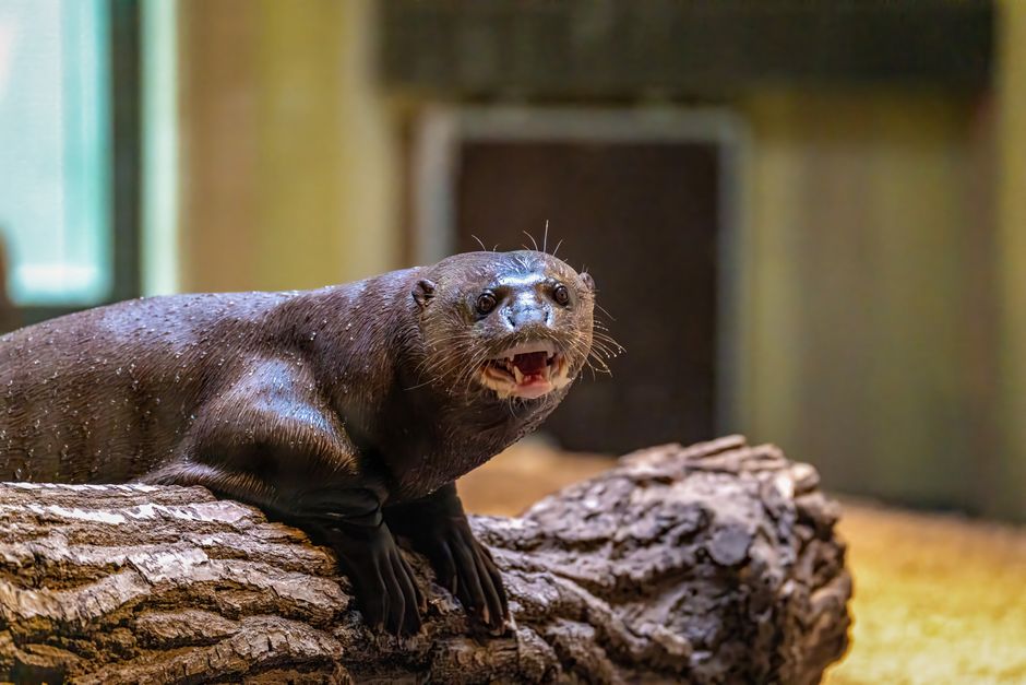 A curious river otter perched on a log, showcasing its playfulness indoors.