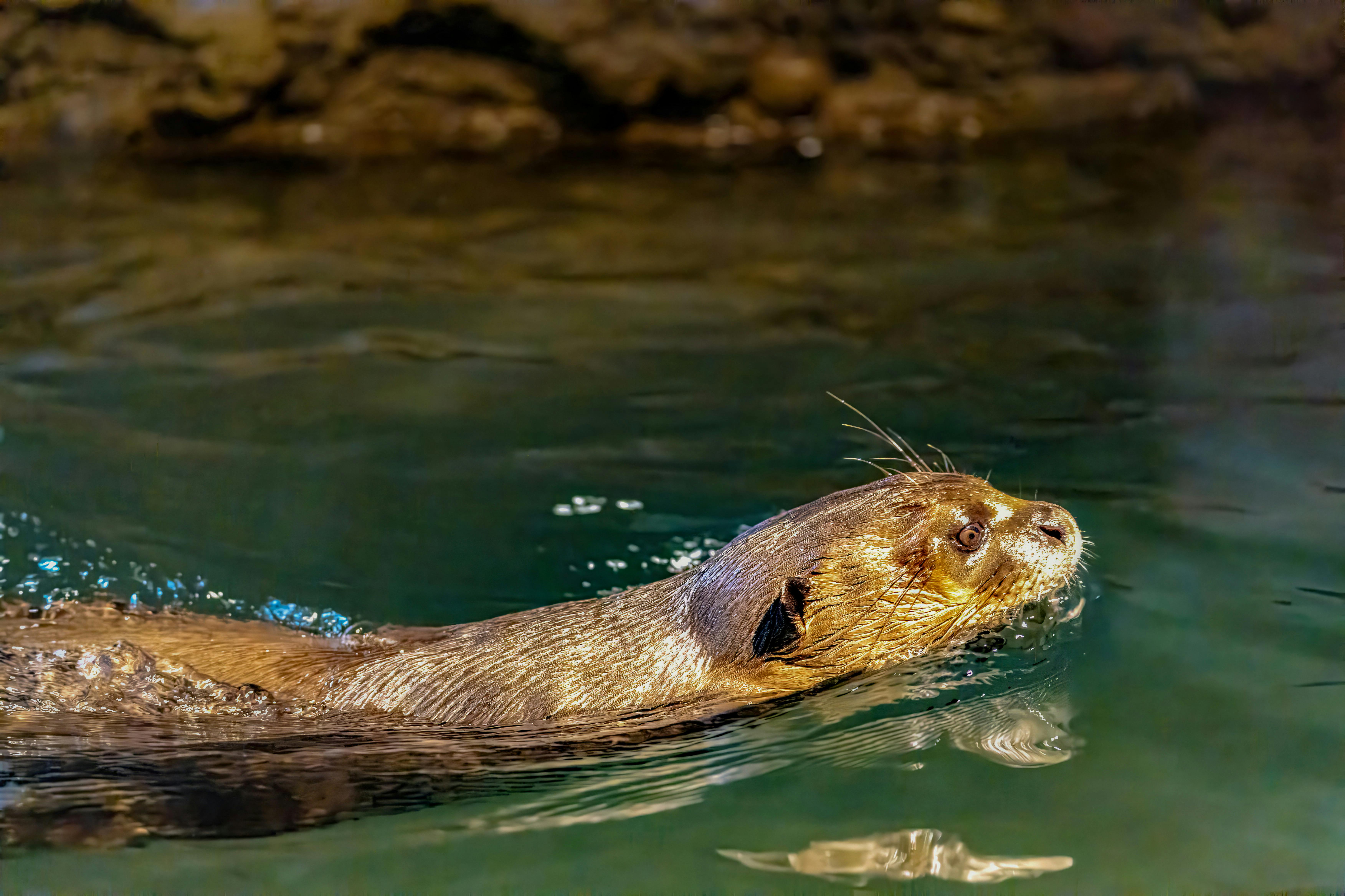 Kamchatka River Otter Sliding — Russia