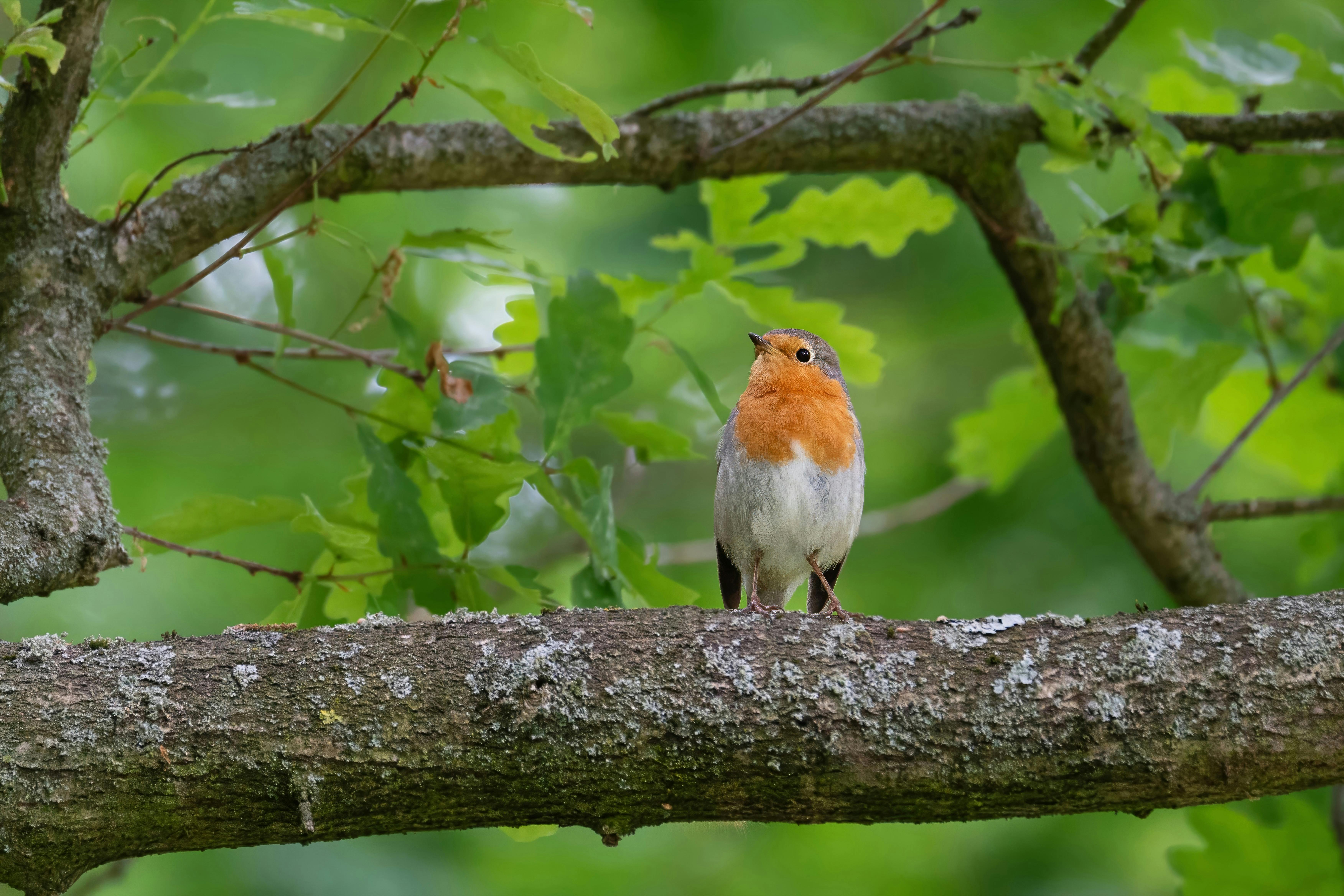 Bird Watching For Beginners