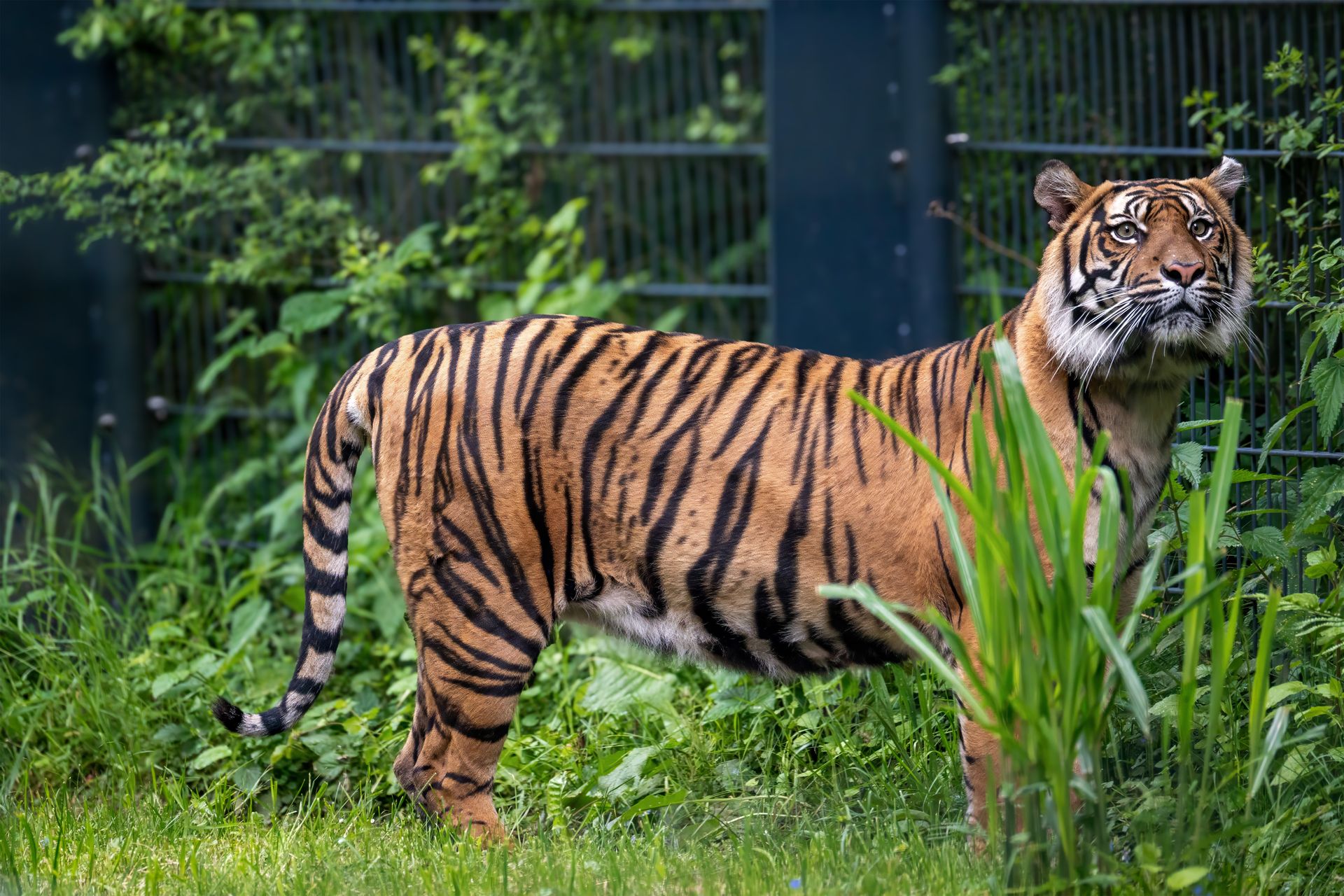 A fierce tiger stands alert in a green wildlife sanctuary, showcasing its powerful stripes and vigilant gaze.