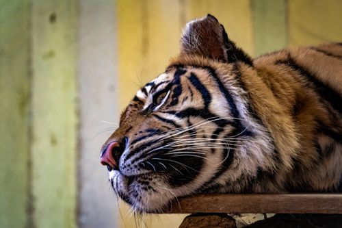 Free A mesmerizing close-up of a Bengal tiger resting, showcasing its powerful stripes and natural beauty. Stock Photo