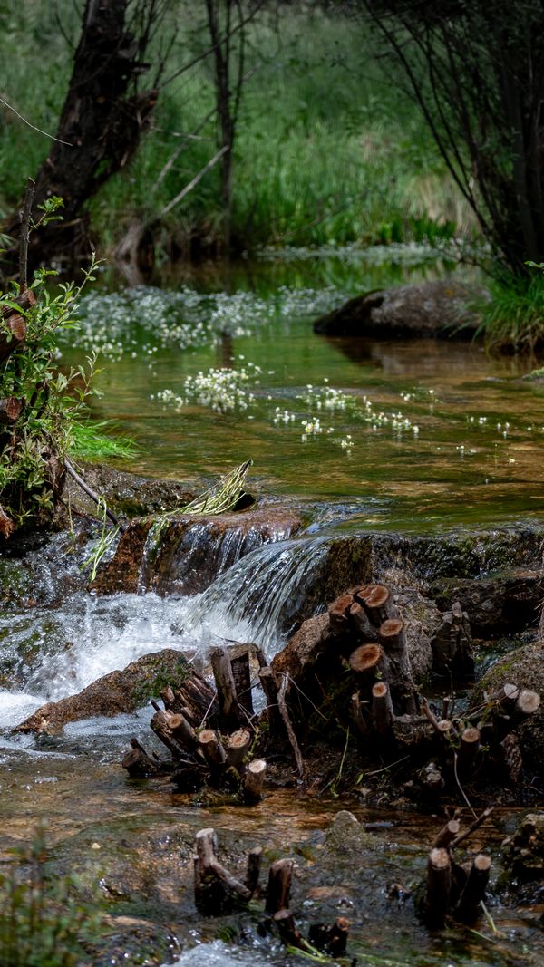 Um riacho sereno fluindo através de uma vegetação exuberante em Manzanares el Real, Espanha.