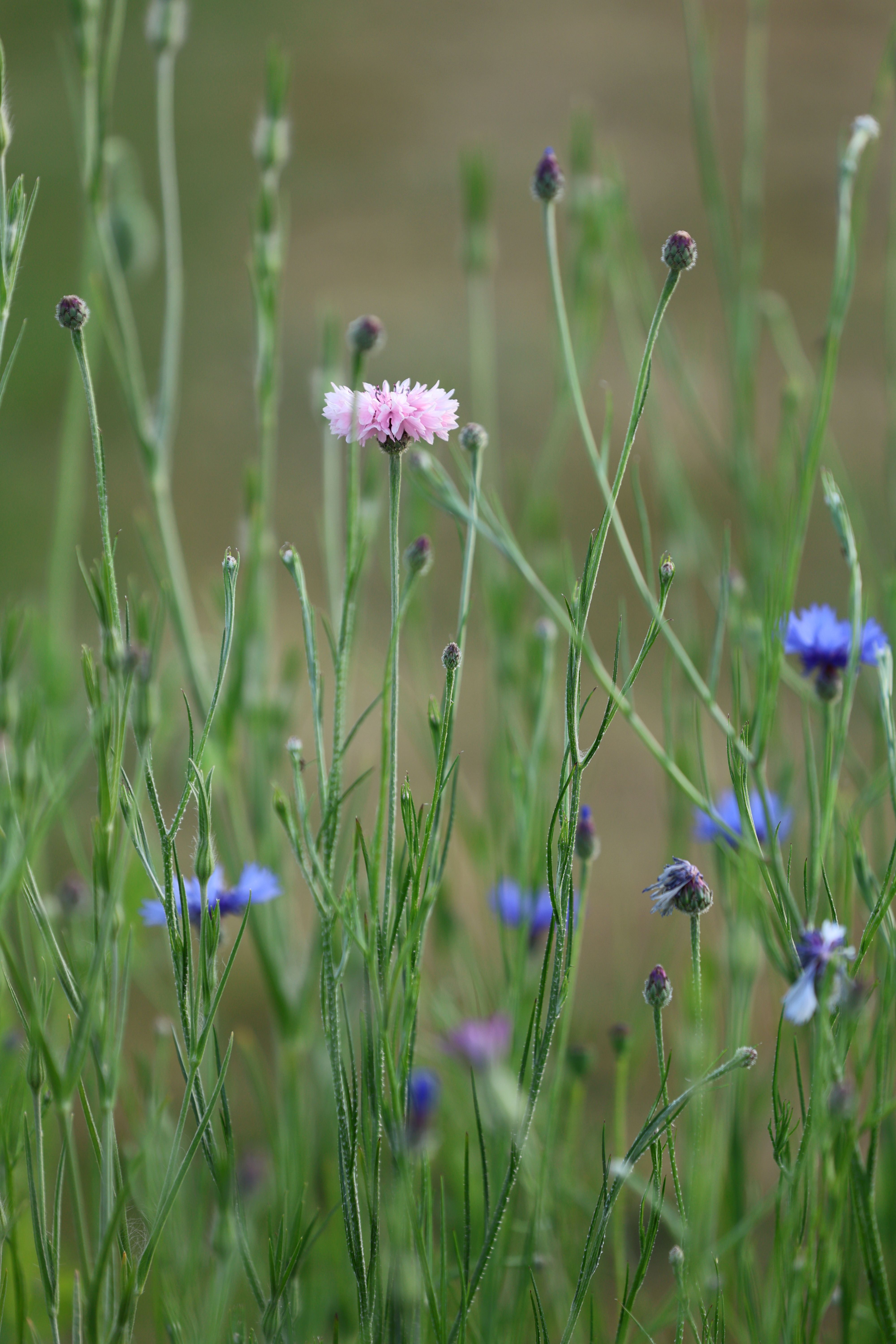 Wildflowers Blooming in a Summer Meadow · Free Stock Photo