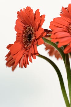 Beautiful red gerbera daisies captured in natural light, showcasing vivid details and rich colors.