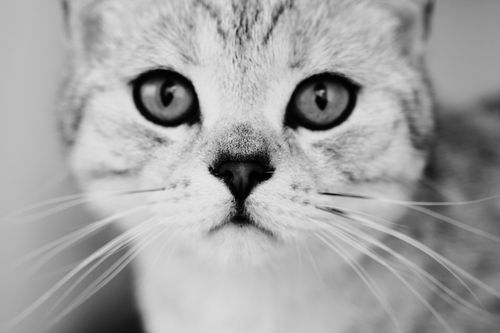 Free Detailed close-up portrait of a cat in black and white, showing its expressive eyes. Stock Photo