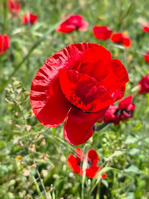 Free Close-up of a vivid red poppy flower blooming in a lush green field during spring. Stock Photo