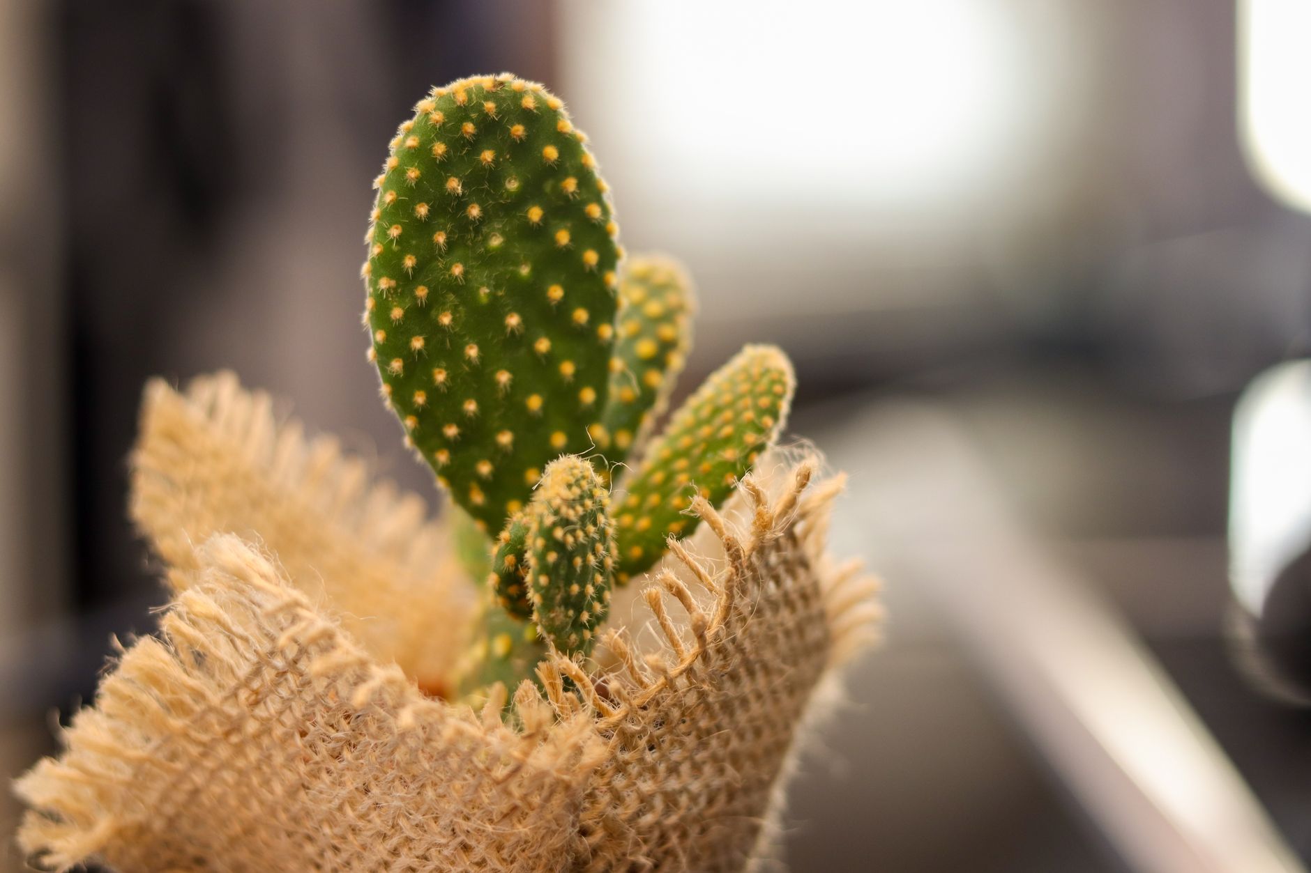 Cactus Hybrid: دليل عملي لتجربة نموذج AI يعرف متى يخطئ (مشروع Hacker News)