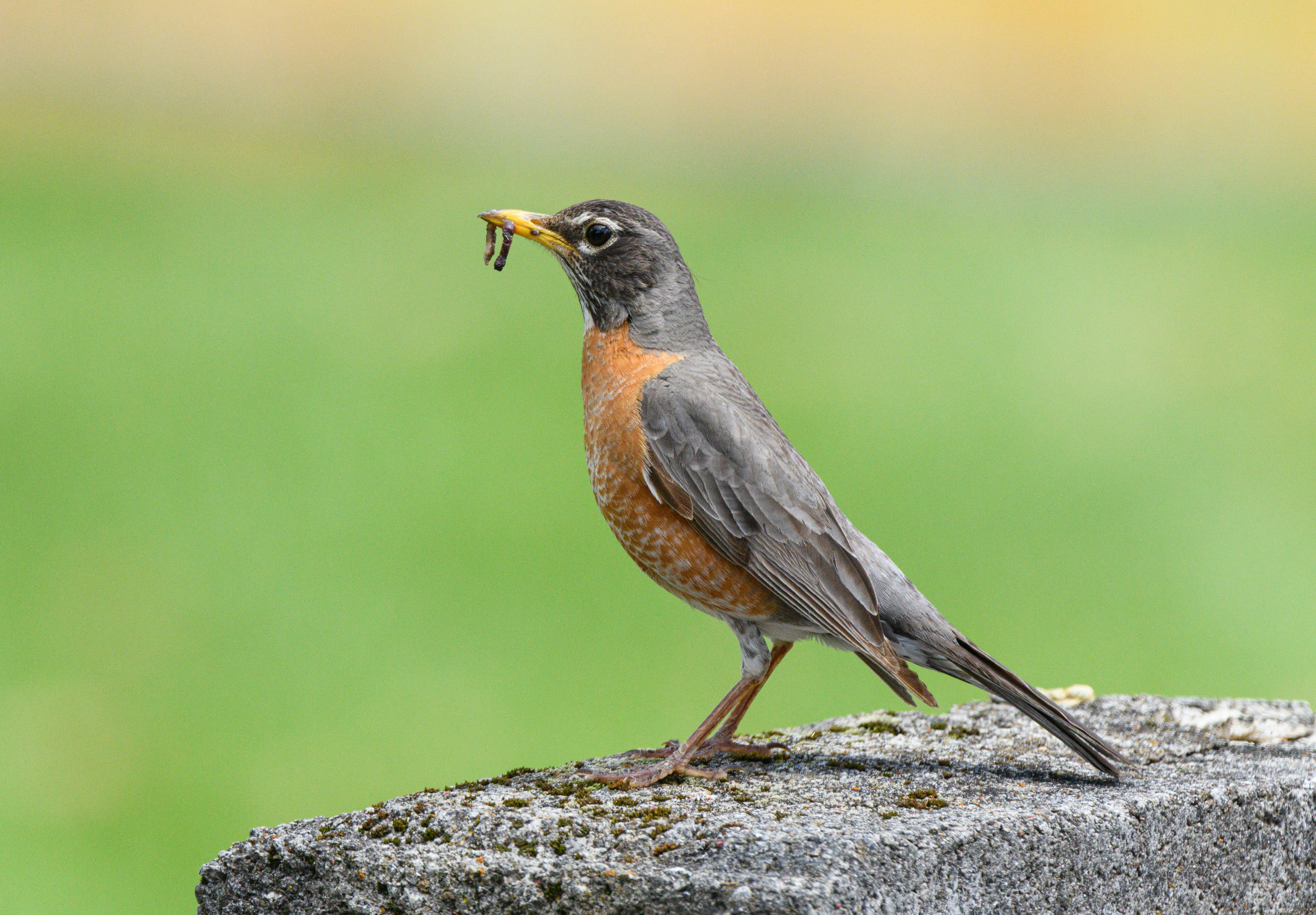 American robin holding a worm in its beak, perched on a concrete surface in a natural setting.